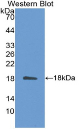 Western blot of recombinant IL31.