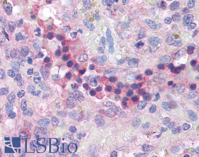 Anti-IL-32 antibody IHC of human spleen. Immunohistochemistry of formalin-fixed, paraffin-embedded tissue after heat-induced antigen retrieval. Antibody LS-B1369 concentration 5 ug/ml.
