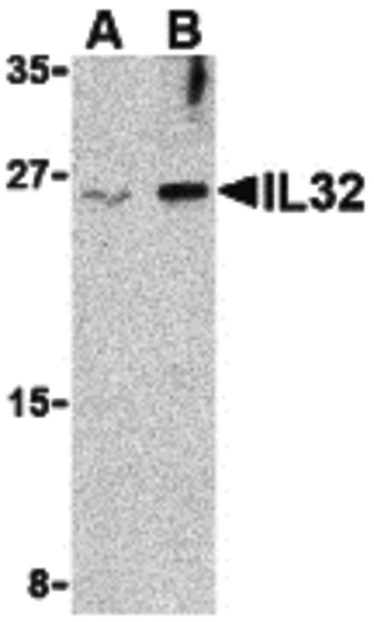 Western blot of IL-32 in Jurkat cell lysate with IL-32 antibody at (A) 2.5 and (B) 5 ug/ml.