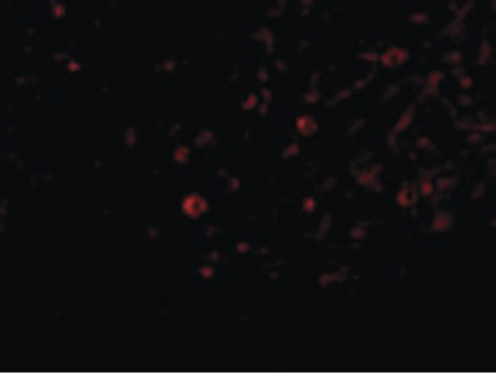 Immunofluorescence of IL-32 in Human Spleen cells with IL-32 antibody at 20 ug/ml.