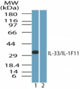 Western blot of human IL-33inHUVEC cell lysate in the 1) absence and 2) presence of immunizing peptide using antibody at1 ug/ml.