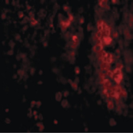 Immunofluorescence of IL-33 in Human Lymph Node cells with IL-33 antibody at 20 ug/ml.