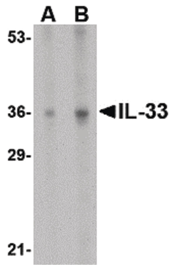 Western blot of IL-33 in human lymph node tissue lysate with IL-33 antibody at (A) 1 and (B) 2 ug/ml.