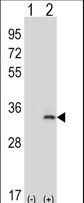 Western blot of IL33 (arrow) using rabbit polyclonal IL33 Antibody. 293 cell lysates (2 ug/lane) either nontransfected (Lane 1) or transiently transfected (Lane 2) with the IL33 gene.