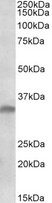 IL33 antibody (1 ug/ml) staining of Jurkat lysate (35 ug protein in RIPA buffer). Primary incubation was 1 hour. Detected by chemiluminescence.