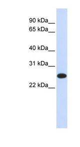 IL33 / IL-33 antibody LS-B5822 Western blot of 293T cell lysate.