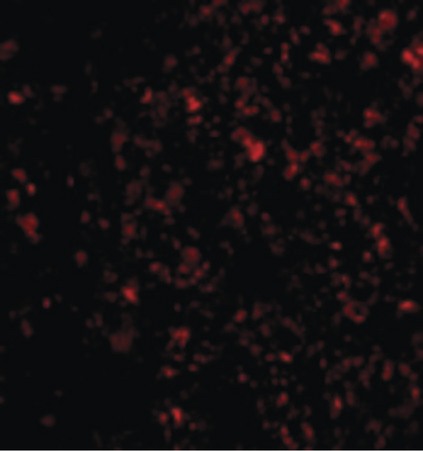 Immunofluorescence of IL-33 in Human Lymph Node cells with IL-33 antibody at 20 ug/ml.
