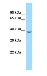 GPR65 / TDAG8 antibody Western Blot of U937.