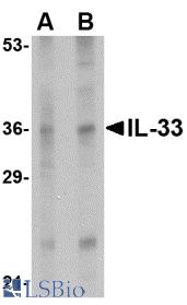 Western blot of IL-33 in human lymph node tissue lysate with IL-33 antibody at (A) 1 and (B) 2 ug/ml.