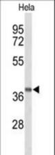 Western blot of GPR65 Antibody in HeLa cell line lysates (35 ug/lane). GPR65 (arrow) was detected using the purified antibody.