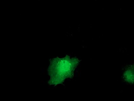 Anti-IL1F6 mouse monoclonal antibody immunofluorescent staining of COS7 cells transiently transfected by pCMV6-ENTRY IL1F6.