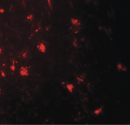 Immunofluorescence of IL-36A in mouse brain tissue with IL-36A antibody at 20 ug/ml.