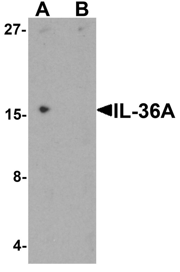 Western blot analysis of IL-36A in MCF7 cell lysate with IL-36A antibody at 1 ug/ml in (A) the absence and (B) the presence of blocking peptide.