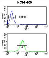 IL1F8 Antibody flow cytometry of NCI-H460 cells (bottom histogram) compared to a negative control cell (top histogram). FITC-conjugated goat-anti-rabbit secondary antibodies were used for the analysis.