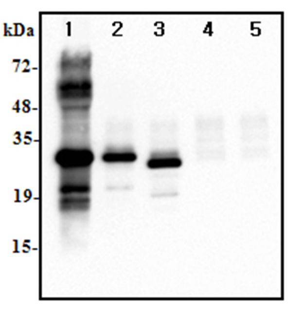 Immunoprecipitation of human IL-37 using anti-IL-37 at 1:500 dilutions:.1. Recombinant human IL-37-His (1microg).2. Human IL-37-FLAG transfected HEK293 cell lysate(500microg).3. Human IL-37-tag free transfected HEK293 cell lysate(500microg).4. Empty vector transfected HEK293 cell lysate(500microg).5. A unrelated protein-His (1microg)
