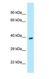 GPR68 / OGR1 antibody Western Blot of Fetal Brain.
