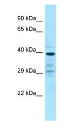 GPR68 / OGR1 antibody Western Blot of U937. Antibody dilution: 1 ug/ml.