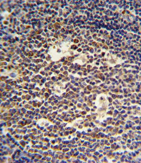 IL4 Antibody IHC of formalin-fixed and paraffin-embedded tonsil followed by peroxidase-conjugated secondary antibody and DAB staining.