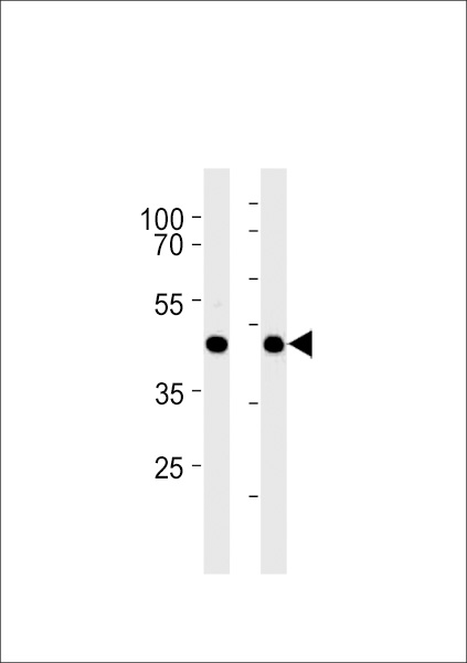 Mouse Gpr68 Antibody western blot of mouse liver and heart tissue lysates (35 ug/lane). The Mouse Gpr68 antibody detected the Mouse Gpr68 protein (arrow).