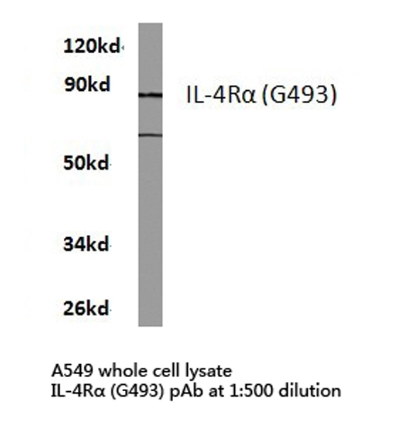 Western blot of IL-4R (G493) pAb in extracts from A549 cells.