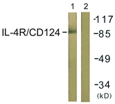 Western blot of extracts from 293 cells, using IL-4R/CD124 (Ab-497) Antibody. The lane on the right is treated with the synthesized peptide.