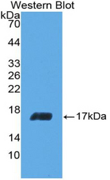 Western blot of recombinant IL5.
