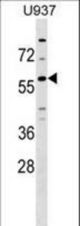 GPR75 Antibody western blot of U937 cell line lysates (35 ug/lane). The GPR75 antibody detected the GPR75 protein (arrow).