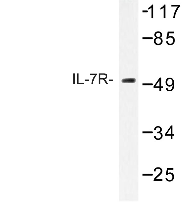 Western blot of IL-7R (Q445) pAb in extracts from K562 cells treated with insulin 0.01U.