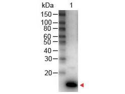 IL-9 Antibody Peroxidase Conjugated Western Blot. Western Blot of Rabbit anti-IL-9 Antibody Peroxidase Conjugated Lane 1: Human IL-9 Load: 50 ng per lane Secondary antibody: IL-9 Antibody Peroxidase Conjugated at 1:1000 for 30 min at RT Block: MB-070 for 30 min RT Predicted/Observed size: 14 kD, 14 kD.