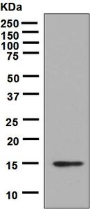 Western blot analysis on 5ng of human IL-9 recombinant protein using anti-IL-9 antibody.