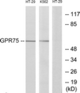 Western blot of extracts from HT-29/K562 cells, using GPR75 Antibody. The lane on the right is treated with the synthesized peptide.