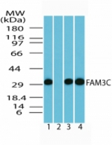 Western blot of human FAM3C in human brain lysate (0.5 ug/ml) 1) absence, 2) presence of immunizing peptide, 3) mouse brain lysate (0.5 ug/ml), and 4) in rat brain lysate (0.5 ug/ml) using antibody