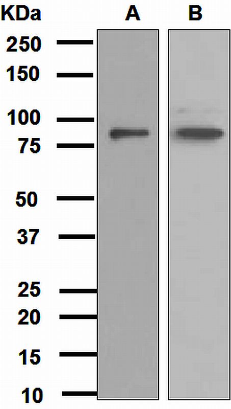 Western blot analysis on (A) LnCaP and (B) SH-SY5Y cell lysates using anti-GOLPH2 antibody.