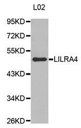 Western blot analysis of extracts of various cell lines, using LILRA4 antibody.