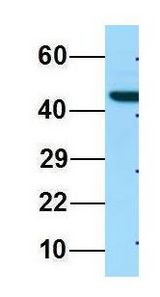 ILT7 / LILRA4 antibody Western Blot of 293T lysate. Antibody Dilution: 1.0 ug/ml. Antibody dilution: 1 ug/ml.