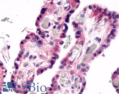 Anti-GPR78 antibody LS-A3278 IHC of human placenta, villi. Immunohistochemistry of formalin-fixed, paraffin-embedded tissue after heat-induced antigen retrieval.