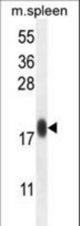 IMMP1L Antibody western blot of mouse spleen tissue lysates (35 ug/lane). The IMMP1L antibody detected the IMMP1L protein (arrow).
