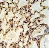 IMP2L Antibody IHC of formalin-fixed and paraffin-embedded rat lung tissue followed by peroxidase-conjugated secondary antibody and DAB staining.