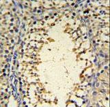 IMP3 Antibody IHC of formalin-fixed and paraffin-embedded mouse testis tissue followed by peroxidase-conjugated secondary antibody and DAB staining.