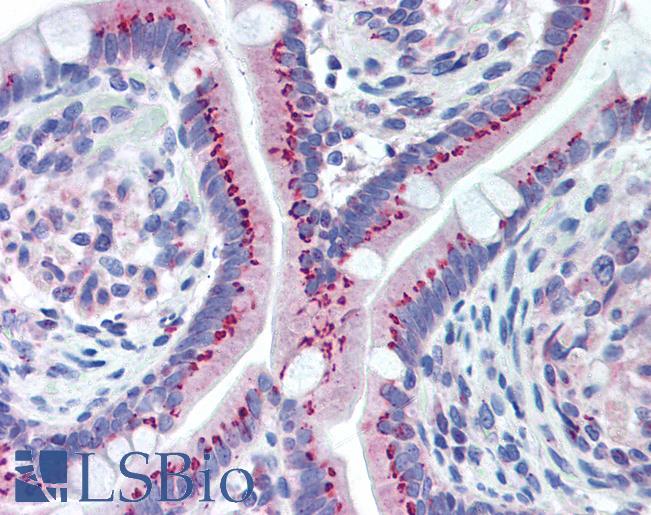 Anti-GOLM1 / GOLPH2 antibody IHC of human small intestine. Immunohistochemistry of formalin-fixed, paraffin-embedded tissue after heat-induced antigen retrieval. Antibody LS-B2030 dilution 1:100.