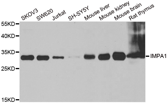 Western blot analysis of extracts of various cell lines, using IMPA1 antibody.