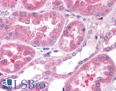Anti-OXGR1 antibody LS-A6747 IHC of human kidney. Immunohistochemistry of formalin-fixed, paraffin-embedded tissue after heat-induced antigen retrieval.