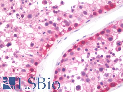 Anti-IMPDH1 antibody IHC staining of human testis. Immunohistochemistry of formalin-fixed, paraffin-embedded tissue after heat-induced antigen retrieval.