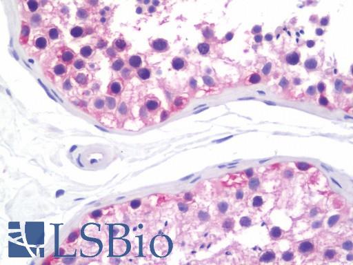Anti-IMPDH1 antibody IHC staining of human testis. Immunohistochemistry of formalin-fixed, paraffin-embedded tissue after heat-induced antigen retrieval. Antibody LS-B11006 dilution 1:50.