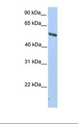 HepG2 cell lysate. Antibody concentration: 1.0 ug/ml. Gel concentration: 12%.