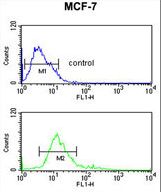IMPDH2 Antibody flow cytometry of MCF-7 cells (bottom histogram) compared to a negative control cell (top histogram). FITC-conjugated goat-anti-rabbit secondary antibodies were used for the analysis.