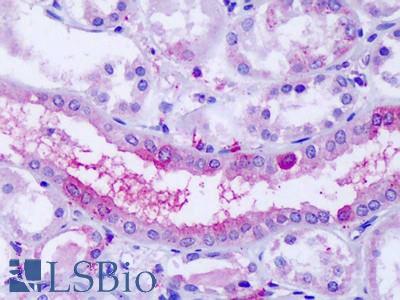 Anti-OXGR1 antibody LS-A1865 IHC of human kidney. Immunohistochemistry of formalin-fixed, paraffin-embedded tissue after heat-induced antigen retrieval.