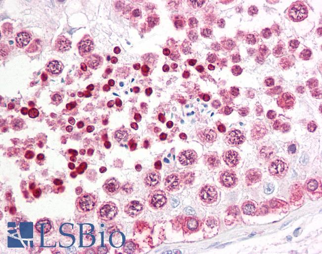 Anti-INADL antibody IHC of human testis. Immunohistochemistry of formalin-fixed, paraffin-embedded tissue after heat-induced antigen retrieval. Antibody LS-B7336 concentration 3.75 ug/ml.