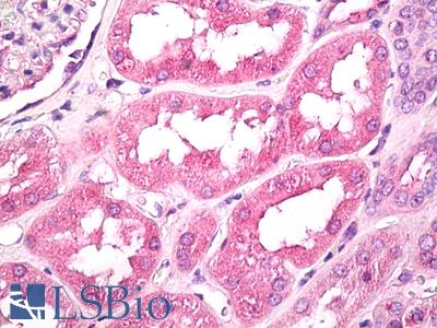 Anti-GNPDA1 antibody IHC of human kidney. Immunohistochemistry of formalin-fixed, paraffin-embedded tissue after heat-induced antigen retrieval. Antibody LS-B7945 dilution 10 ug/ml.