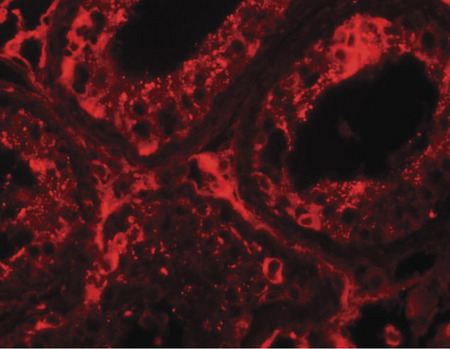 Immunofluorescence of INCA1 in human testis tissue with INCA1 antibody at 20 ug/ml.